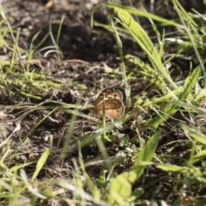 Heteronympha merope at Michelago, NSW - 19 Dec 2017