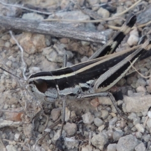 Macrotona australis at Conder, ACT - 16 Dec 2017