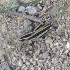 Macrotona australis at Conder, ACT - 16 Dec 2017