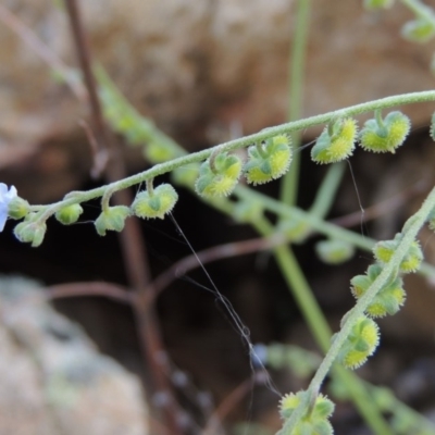 Cynoglossum australe (Australian Forget-me-not) at Conder, ACT - 16 Dec 2017 by michaelb