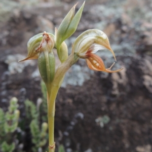 Oligochaetochilus hamatus at Conder, ACT - suppressed