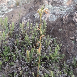 Oligochaetochilus hamatus at Conder, ACT - suppressed