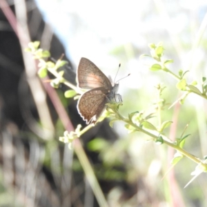 Paralucia pyrodiscus at Fadden, ACT - 21 Dec 2017