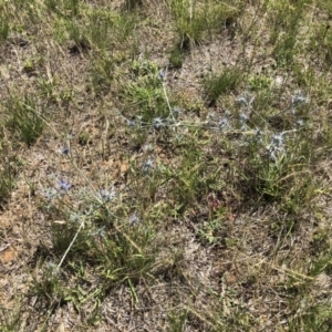 Eryngium ovinum at Symonston, ACT - 9 Dec 2017 11:10 AM