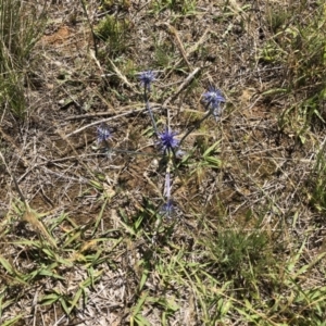 Eryngium ovinum at Symonston, ACT - 9 Dec 2017 11:12 AM