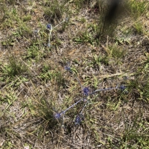 Eryngium ovinum at Symonston, ACT - 9 Dec 2017 11:12 AM