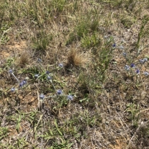 Eryngium ovinum at Symonston, ACT - 9 Dec 2017