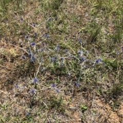 Eryngium ovinum (Blue Devil) at Symonston, ACT - 9 Dec 2017 by CallumBraeRuralProperty