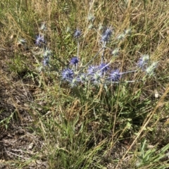 Eryngium ovinum (Blue Devil) at Jerrabomberra, ACT - 9 Dec 2017 by CallumBraeRuralProperty