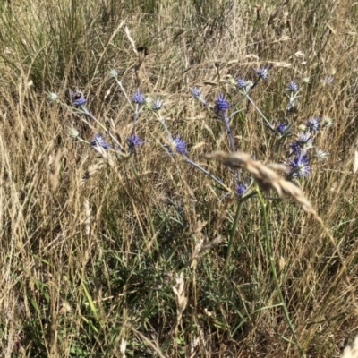 Eryngium ovinum (Blue Devil) at Jerrabomberra, ACT - 9 Dec 2017 by CallumBraeRuralProperty