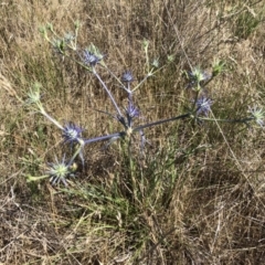 Eryngium ovinum (Blue Devil) at Jerrabomberra, ACT - 9 Dec 2017 by CallumBraeRuralProperty