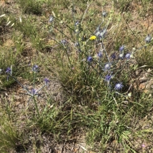 Eryngium ovinum at Jerrabomberra, ACT - 10 Dec 2017