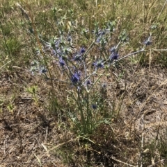 Eryngium ovinum (Blue Devil) at Jerrabomberra, ACT - 9 Dec 2017 by CallumBraeRuralProperty