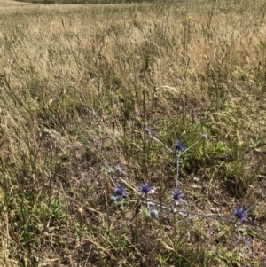 Eryngium ovinum at Jerrabomberra, ACT - 10 Dec 2017