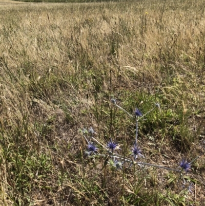 Eryngium ovinum (Blue Devil) at Jerrabomberra, ACT - 9 Dec 2017 by CallumBraeRuralProperty