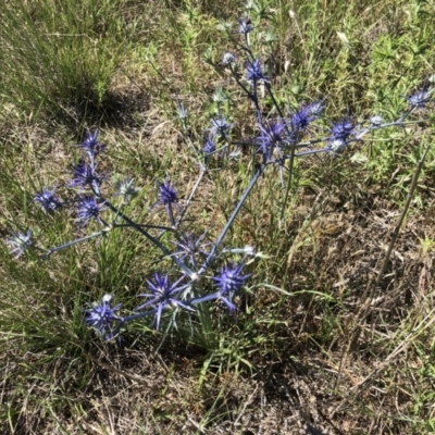 Eryngium ovinum (Blue Devil) at Jerrabomberra, ACT - 9 Dec 2017 by CallumBraeRuralProperty