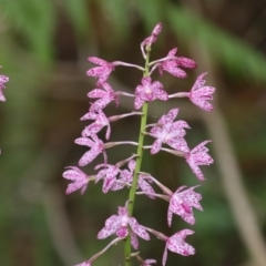 Dipodium punctatum (Blotched Hyacinth Orchid) at Tanja, NSW - 20 Dec 2017 by Leo