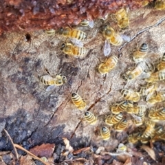 Apis mellifera (European honey bee) at Griffith, ACT - 20 Dec 2017 by ianandlibby1