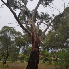 Apis mellifera at Griffith, ACT - 20 Dec 2017