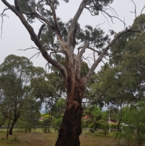 Apis mellifera at Griffith, ACT - 20 Dec 2017