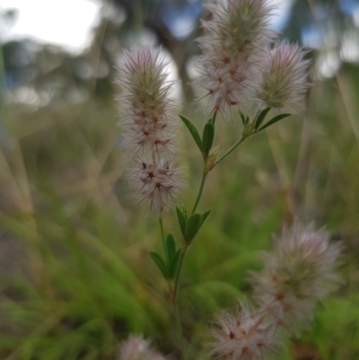 Trifolium arvense var. arvense (Haresfoot Clover) at Griffith, ACT - 21 Dec 2017 by ianandlibby1