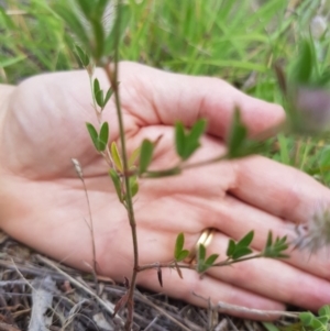 Trifolium arvense var. arvense at Griffith, ACT - 21 Dec 2017