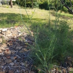 Foeniculum vulgare at Griffith, ACT - 21 Dec 2017