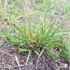 Panicum effusum (Hairy Panic Grass) at Griffith, ACT - 21 Dec 2017 by ianandlibby1