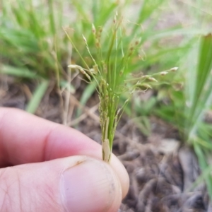 Panicum effusum at Griffith, ACT - 21 Dec 2017 04:01 PM