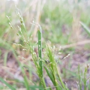 Panicum effusum at Griffith, ACT - 21 Dec 2017 04:01 PM