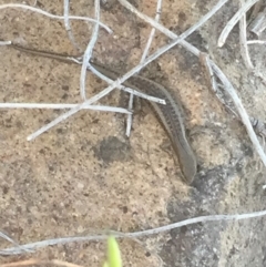 Carlia tetradactyla (Southern Rainbow Skink) at Chifley, ACT - 13 Dec 2017 by Deanoe