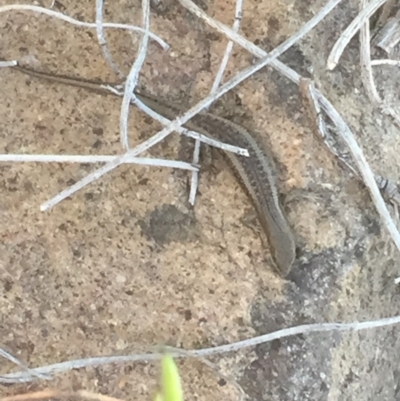 Carlia tetradactyla (Southern Rainbow Skink) at Mount Taylor - 13 Dec 2017 by Deanoe