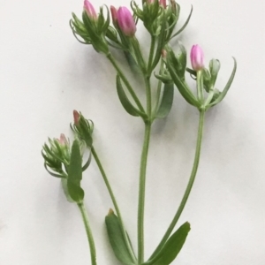 Centaurium sp. at Hughes, ACT - 26 Dec 2017