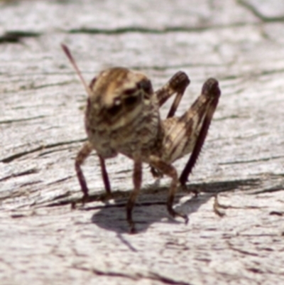 Gastrimargus musicus (Yellow-winged Locust or Grasshopper) at Cotter River, ACT - 21 Dec 2017 by JudithRoach