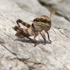 Gastrimargus musicus at Cotter River, ACT - 21 Dec 2017 12:29 PM
