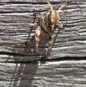 Gastrimargus musicus at Cotter River, ACT - 21 Dec 2017 12:29 PM
