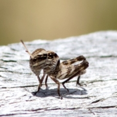 Gastrimargus musicus at Cotter River, ACT - 21 Dec 2017 12:29 PM