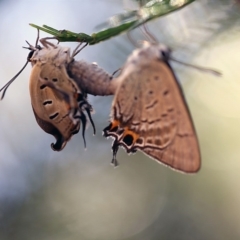 Jalmenus ictinus at O'Connor, ACT - 21 Dec 2017