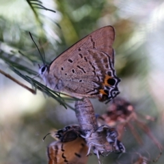 Jalmenus ictinus at O'Connor, ACT - 21 Dec 2017