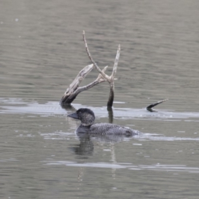 Biziura lobata (Musk Duck) at Michelago, NSW - 26 Oct 2017 by Illilanga