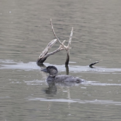 Biziura lobata (Musk Duck) at Michelago, NSW - 25 Oct 2017 by Illilanga