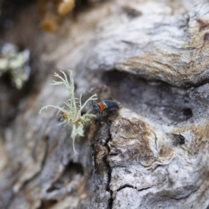 Malachiinae (subfamily) at Michelago, NSW - 5 Nov 2017