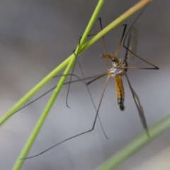 Leptotarsus (Leptotarsus) sp.(genus) (A Crane Fly) at Michelago, NSW - 15 Nov 2017 by Illilanga