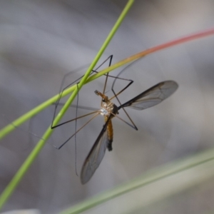 Leptotarsus (Leptotarsus) sp.(genus) at Michelago, NSW - 15 Nov 2017 02:45 PM