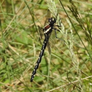 Eusynthemis guttata at Cotter River, ACT - 21 Dec 2017