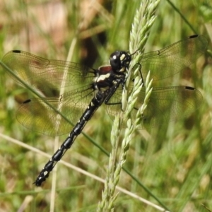 Eusynthemis guttata at Cotter River, ACT - 21 Dec 2017 12:56 PM