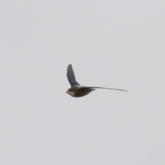 Hirundapus caudacutus (White-throated Needletail) at Michelago, NSW - 19 Jan 2013 by Illilanga