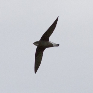 Hirundapus caudacutus at Michelago, NSW - 10 Jan 2015 04:44 PM