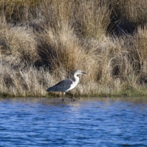 Ardea pacifica at Michelago, NSW - 20 Sep 2014 05:06 PM