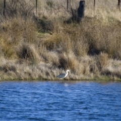 Ardea pacifica at Michelago, NSW - 20 Sep 2014 05:06 PM